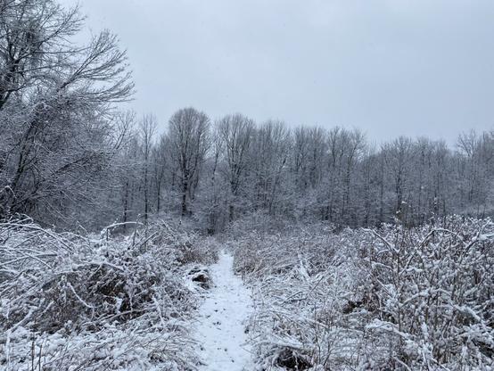 Fresh snow an inch deep covers trees that still haven't formed leaves for the year, as well as low level brush and a walking path that cuts through the brush.