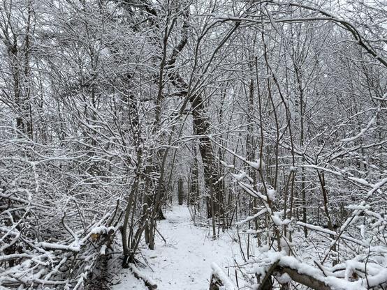 A path through some dense, thin trees that are all covered in snow. There is a canopy formed by trees bowing overhead.