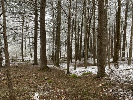 A hemlock grove that has partially protected the ground from having a full blanket of snow on it. The visible ground is earthen and covered with dead leaves, needle leaves, and stones covered in rich, green moss.