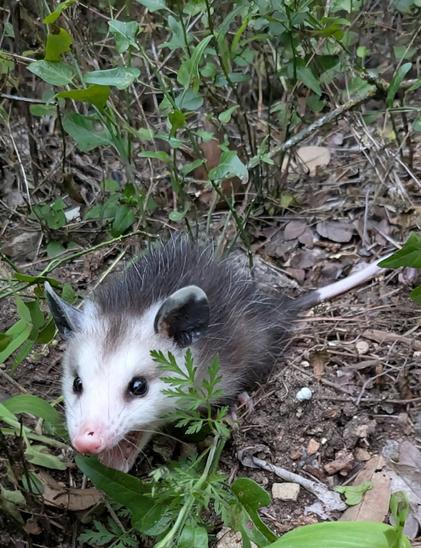 A small possum in the underbrush. It seems to be screaming.