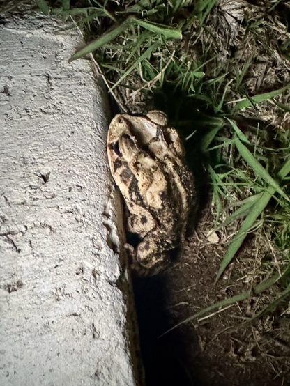 Photo of a toad in a lawn