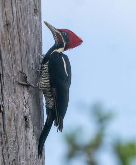 Cool big woodpecker