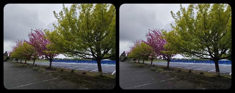 Alternating pink and green trees, receding from the right side of the image to the left in perspective.
