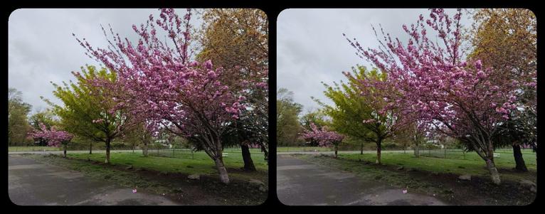 Pink blossoms on two trees, with a green tree between 'em.