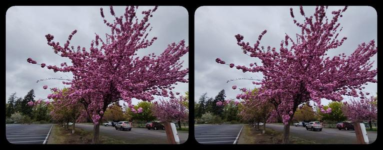 Pink blossoms on a tree. Branches going every which way. Looks neat in 3D -- kind of an explosion effect. KABOOM! It's Spring!