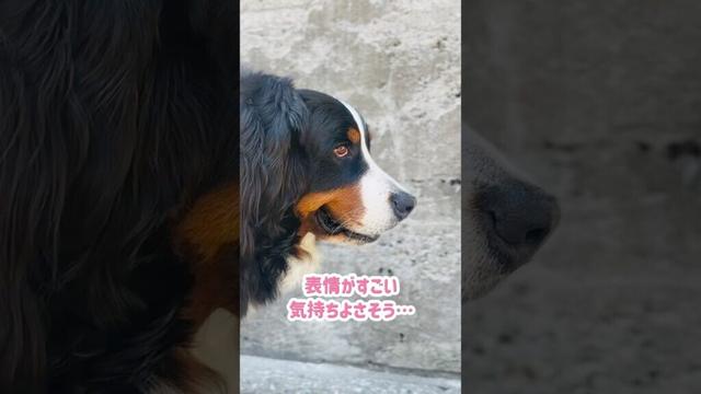 朝のお散歩で極上マッサージ❤️嬉しそうなバーニーズ🐾