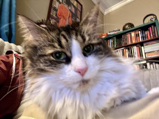A fluffy cat with distinctive markings is in close-up focus, looking directly at the camera. The background features bookshelves filled with books, and there's a hint of blue fabric visible, likely a curtain.
