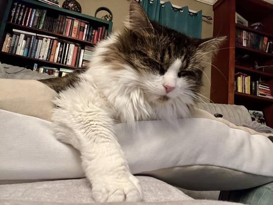 A fluffy cat is resting comfortably on a pillow, with its eyes mostly closed. In the background, there is a bookshelf filled with various books, set in a cozy room.