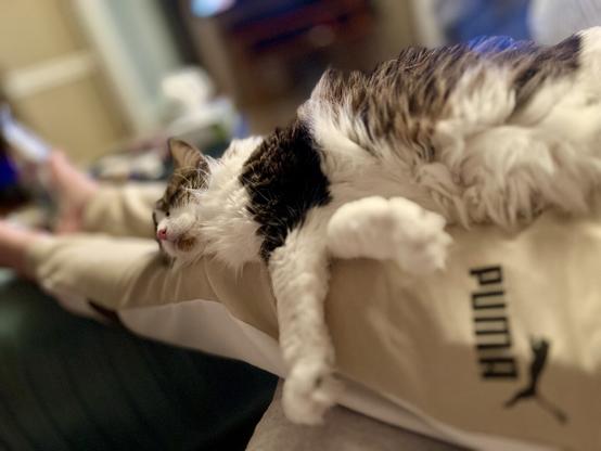 A cat is lounging on a person's leg while they sit relaxed. The person is wearing light-colored pants, and the cat appears comfortable and asleep. The background is softly blurred, suggesting a cozy indoor setting.