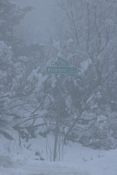A pale green street sign in front of ghostly tree branches full of snow.  Heavy fog makes it hard to see the sign at the top of our driveway.  The only color in a grey/white world.