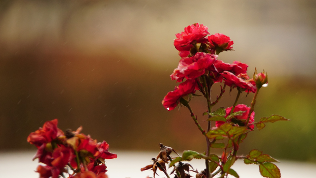 stark unscharfer Hintergrund, scharfe/welke Rosenzweige im Vordergrund, Sprühregen