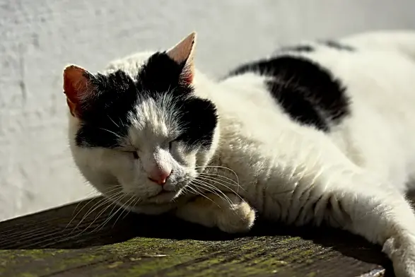 Eine weiße Katze mit einigen schwarzen Flecken liegt entspannt auf einer Holzbank vor einer Hauswand. Die Sonn strahlt die Katze von der rechten Seite an, nur ein Teil des Kopfes liegt ein wenig im Schatten. Die Katze hat die Augen geschlossen. Man sieht es ihr an, dass sie nicht mehr die jüngste ist...