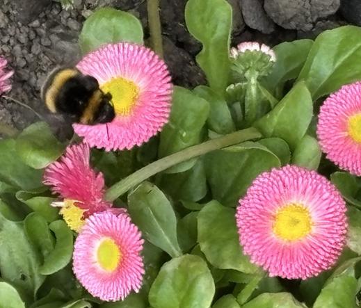 Erdhummel, Gattung Bombus,  an rosafarbenen Tausendschönchenblüten.