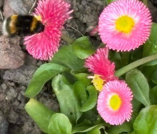 Erdhummel, Gattung Bombus,  an rosafarbenen Tausendschönchenblüten.