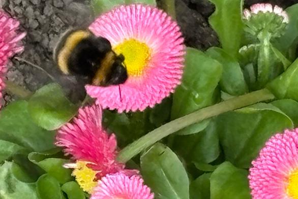 Erdhummel, Gattung Bombus,  an rosafarbenen Tausendschönchenblüten.