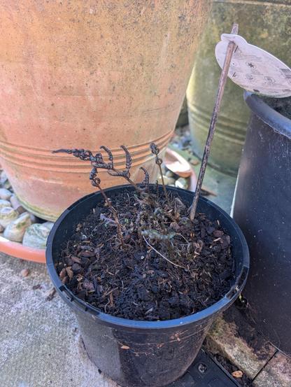 A raggedy plant in a pot