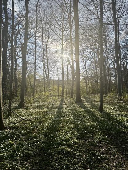 The late afternoon sun shining towards the camera through the trees. In the foreground there are lots of windflowers.