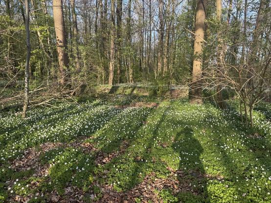 Shadows of trees and of me on loads of illuminated windflowers in the forest.