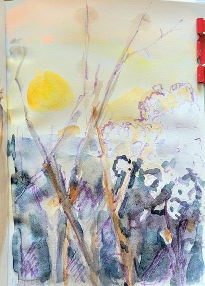 Aquarellskizze: ein Gebüsch mit vielen Ästen,  kreuz und quer vor dem gelben Himmel mit dem gelben Sonnenklecks, links eine unregelmäßig ausgefranste weiße Fläche,  die aus weißen Blüten besteht, mit lila Buntstift umrandet.