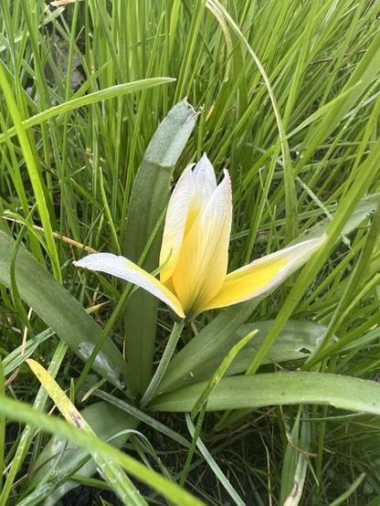 Kleine Tulpenpflanze mit schmalen gelb-weißen Blütenblättern, halb geöffnet, umringt von grünem Weidegras