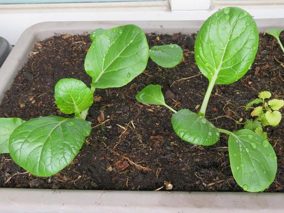 Mehrere junge Pak Choi Pflanzen wachsen in dunkler, feuchter Erde eines rechteckigen Pflanzkastens. Die kräftigen, grün glänzenden Blätter sind breit, leicht oval und besitzen deutlich sichtbare Blattadern. Auf den Blattoberflächen befinden sich zahlreiche Wassertropfen.