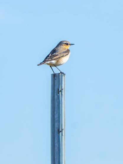 𝗣𝗶𝗰𝘁𝘂𝗿𝗲 𝗗𝗲𝘀𝗰𝗿𝗶𝗽𝘁𝗶𝗼𝗻 (𝗘𝗻𝗴): A female Northern Wheatear perched on the top of a espalier support used for tutoring vines. As we saw it in early April, we assume this intrepid little bird recently arrived from sub-Saharan Africa and is about to begin building her nest for laying eggs.

𝗗𝗲𝘀𝗰𝗿𝗶𝗽𝗰𝗶𝗼́𝗻 (𝗘𝘀𝗽): Una hembra de Collalba Gris posada en el extremo superior del tutor de una espaldera artificial para vides. Como estamos a principios del mes de abril, suponemos que este intrépido pajarito no hace mucho que ha llegado del África Subsahariana y se dispone a iniciar la construcción de su nido para la puesta.