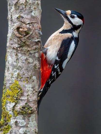 𝗣𝗶𝗰𝘁𝘂𝗿𝗲 𝗗𝗲𝘀𝗰𝗿𝗶𝗽𝘁𝗶𝗼𝗻 (𝗘𝗻𝗴): The image shows a male Great Spotted Woodpecker (recognizable by its red cap) clinging to a vertical trunk, in a very typical position for this species of birds.

𝗗𝗲𝘀𝗰𝗿𝗶𝗽𝗰𝗶𝗼́𝗻 (𝗘𝘀𝗽): La imagen muestra un Pico Picapinos macho (reconocible por su píleo rojo) aferrado a un tronco vertical, en una posición muy típica de esta especie de pájaros.