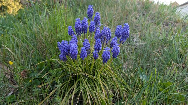 Lila Blumen am Wegrand