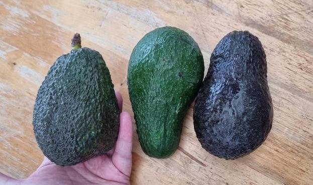 3 große Avocado, eine liegt auf einer ausgestreckten Handfläche, zwei sind fast schwarz und haben "Krokodilhaut", die mittlere ist grün und relativ glatt. Hintergrund ist ein alter Kiefernholztisch
