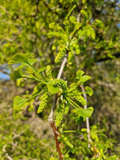 The catkins of the 2nd oldest ginkgo in the Netherlands are opening. The tree is a male tree, but in 1935 a female twig was grafted on, so now the ginkgo also bears fruit in autumn.