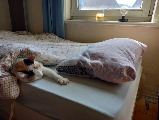 Katze schläft unter Bettdecke und streckt nur Kopf und ein Vorderbein hervor.