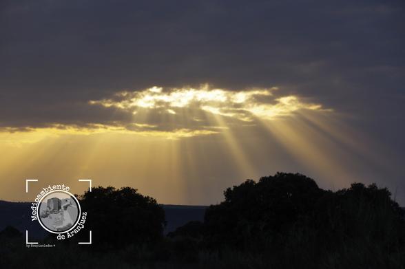 Rayos de sol colándose entre las nubes al atardecer sobre una encinar en Aranjuez