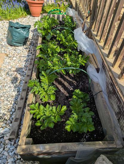 Raised bed planted up with first early potatoes, growing nicely