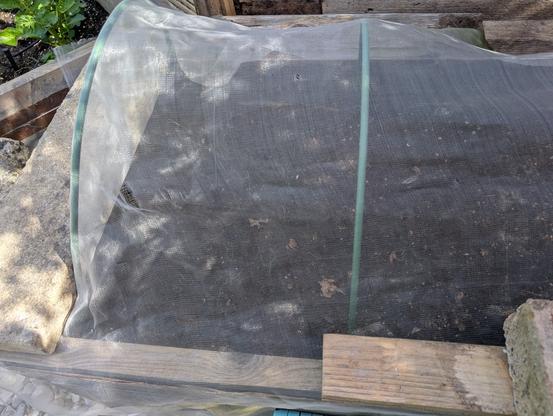 Newly planted spring onions in the smaller raised bed, covered with netting for now