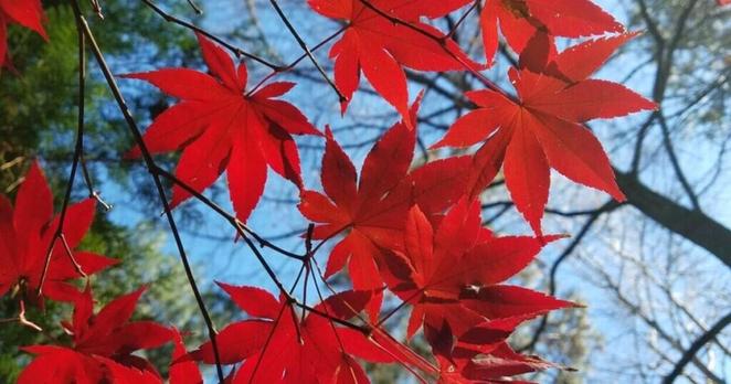 GARDEN GUIDE: Protecting your Japanese maples from the heat | Archives