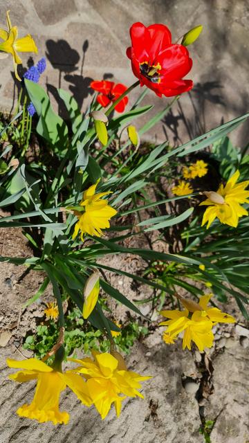 Tulpen, Narzissen und Muscari.