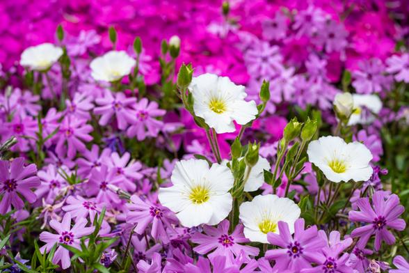 A few white flowers grow through a filed of pink and purple phlox.
© Tom Goetz. All rights reserved. Training an AI on this image is expressly forbidden.