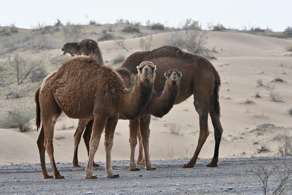 A group of three dromedaries standing next to each other, seen from the side. The back one is oriented with its head to the left and looking into the distance, the other two are oriented to the right and have their heads turned towards the camera. The background landscape is a sand desert with some desert plants, the sky is hazy.