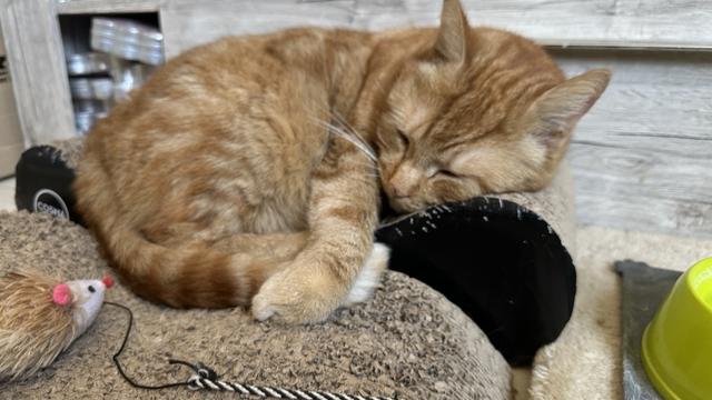 George the cat
