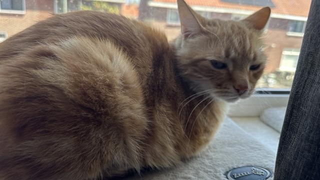 Washy the cat