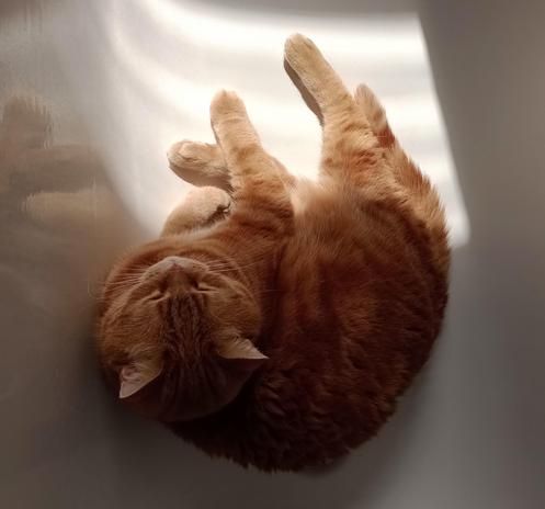 red cat in white bath tub the sun reflecting