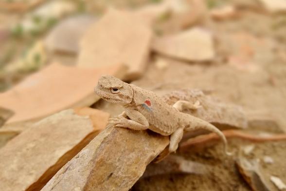 A small brown lizard sitting on a piece of rock in the desert