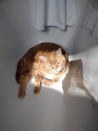 Red cat Donnie curled up in the bath tub. He is looking up at the camera. A shadow of the arm, hand and phone camera of the photographer is visible.