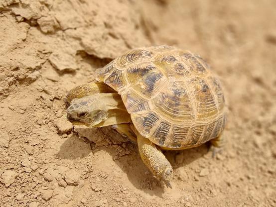 A sand-colored tortoise