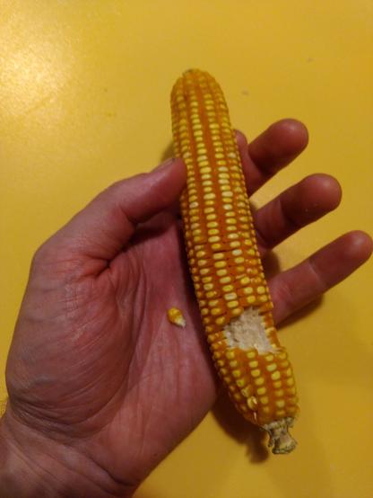 Hand holding yellow/orange corn cob against yellow background