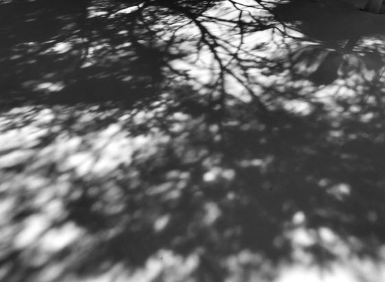 Black and white photograph of the shadows of spruce trees on fresh and smooth snow, the sunlight passing through the branches. 

15 cm of fresh snow.  In my driveway. Almost mid April. It hurts.