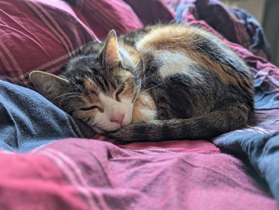 Sleepy kitty in the sunlight on a red-grey blanket.