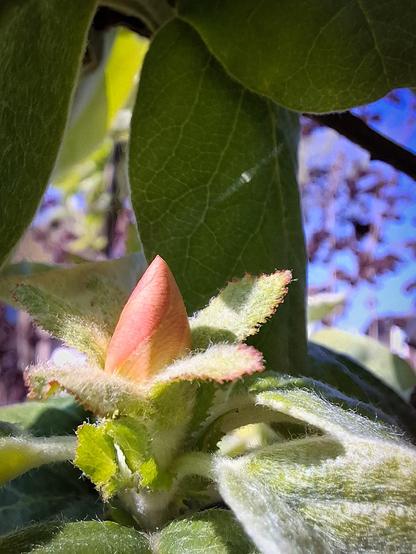 Pink flower bud on a quince tree in the sunshine. It is surrounded by new leaves that are covered in down, giving them a silvery sheen.
