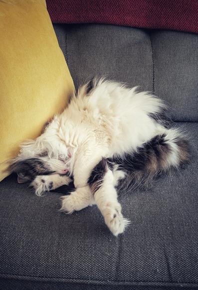 A white tabby, curled up in a haphazard manner on a gray couch by a yellow cushion, napping.