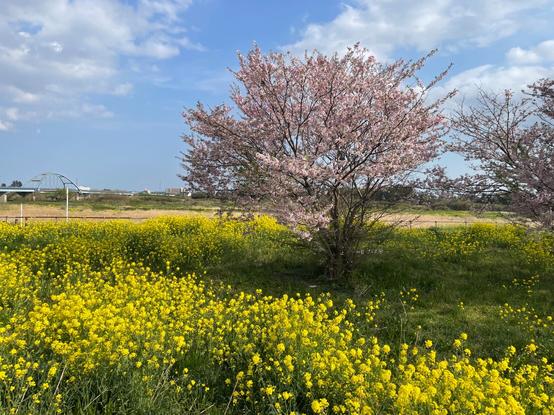 桜と菜の花